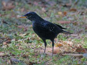 Фото Синяя птица