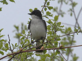 Королевский тиранн Королевский тиранн