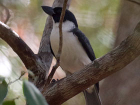 Фото Белолобая узкоклювая ванга
