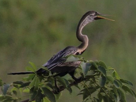 Фото Индийская змеешейка