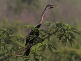 Фото Индийская змеешейка