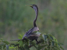 Фото Индийская змеешейка