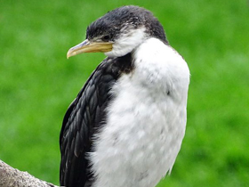 Смотреть фото Малый пёстрый баклан Фото Малый пёстрый баклан