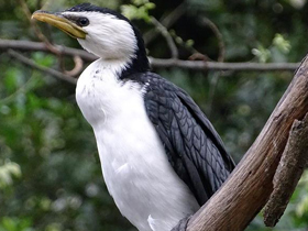 Смотреть фото Малый пёстрый баклан Фото Малый пёстрый баклан