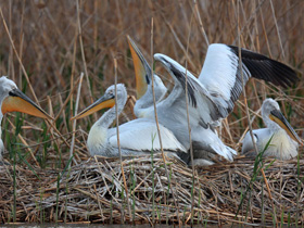Смотреть фото Баба Фото Баба