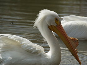 Смотреть фото Американский белый пеликан Фото Американский белый пеликан