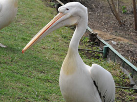 Фото Розовый пеликан