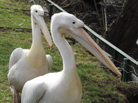 Фото Розовый пеликан