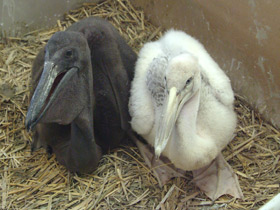 Фото Розовый пеликан