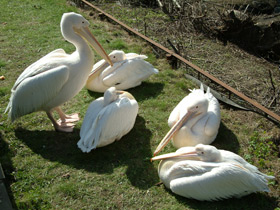 Фото Розовый пеликан
