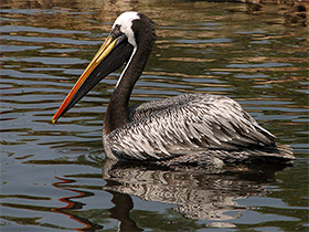 Фото Перуанский пеликан