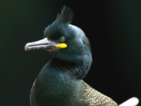 Смотреть фото Хохлатый баклан Фото Хохлатый баклан