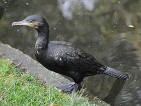 Смотреть фото Большой баклан Фото Большой баклан