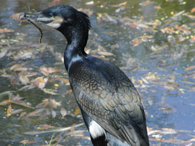 Смотреть фото Большой баклан Фото Большой баклан