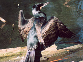 Смотреть фото Большой баклан Фото Большой баклан