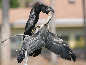 Смотреть фото Большой баклан Фото Большой баклан