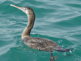 Смотреть фото Персидский баклан Фото Персидский баклан