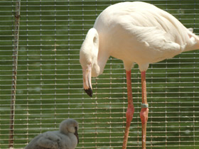 Фото Обыкновенный фламинго