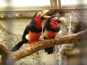 Смотреть фото Сенегальская либия Фото Сенегальская либия