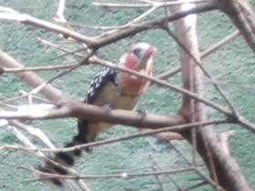 Смотреть фото Огненноголовый бородастик Фото Огненноголовый бородастик