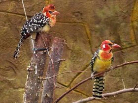 Смотреть фото Огненноголовый бородастик Фото Огненноголовый бородастик