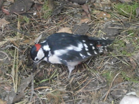 Смотреть фото Большой пёстрый дятел Фото Большой пёстрый дятел