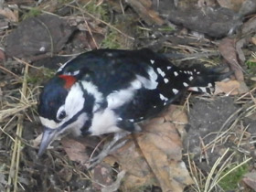 Смотреть фото Большой пёстрый дятел Фото Большой пёстрый дятел