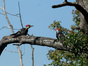 Смотреть фото Хохлатая желна Фото Хохлатая желна