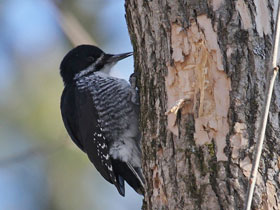 Фото Черноспинный дятел