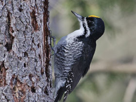 Фото Черноспинный дятел