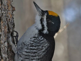 Фото Черноспинный дятел