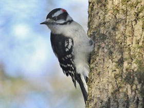 Фото Волосатый дятел