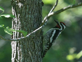 Фото Желтобрюхий дятел-сосун