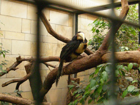 Смотреть фото Желтобрюхий арасари Фото Желтобрюхий арасари