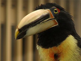 Смотреть фото Желтобрюхий арасари Фото Желтобрюхий арасари