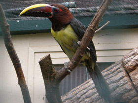 Смотреть фото Зеленый арасари Фото Зеленый арасари