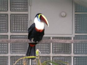 Смотреть фото Белогрудый тукан Фото Белогрудый тукан