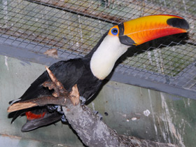 Смотреть фото Тукан токо Фото Тукан токо