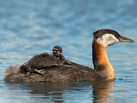 Смотреть фото Красношейная поганка Фото Красношейная поганка