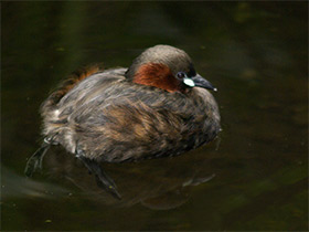 Смотреть фото Красношейная поганка Фото Красношейная поганка