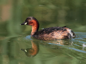 Малая поганка Малая поганка