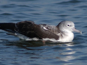 Фото Пёстролицый буревестник