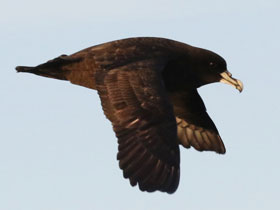 Фото Белогорлый буревестник