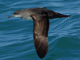 Смотреть фото Балеарский буревестник Фото Балеарский буревестник