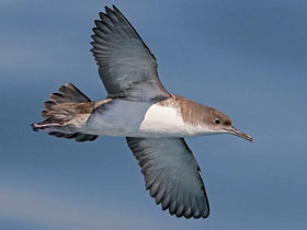 Фото Левантский буревестник