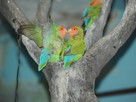 Розовощекий неразлучник Розовощекий неразлучник