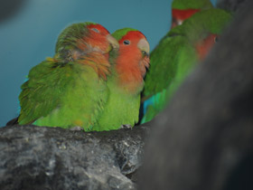 Смотреть фото Розовощекий неразлучник Фото Розовощекий неразлучник