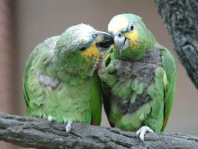 Синелобый амазон Синелобый амазон