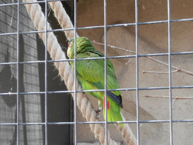 Смотреть фото Белолобый амазон Фото Белолобый амазон