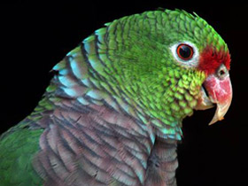 Фото Винногрудый амазон